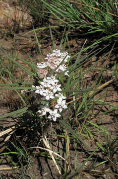 Image of Asclepias cucullata (Schltr.) Schltr.