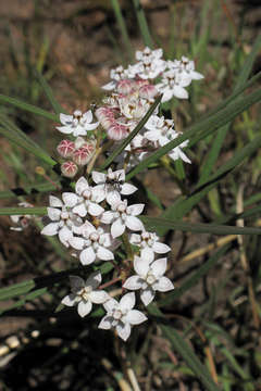 Image of Asclepias cucullata (Schltr.) Schltr.