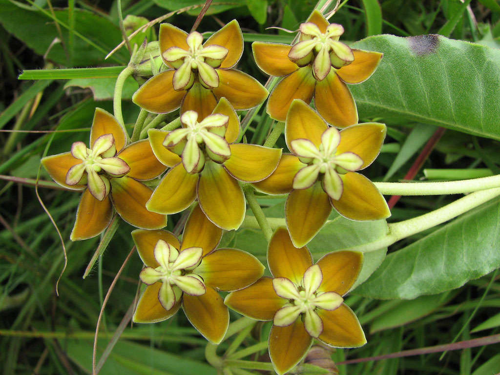 Image of Asclepias dregeana Schltr.