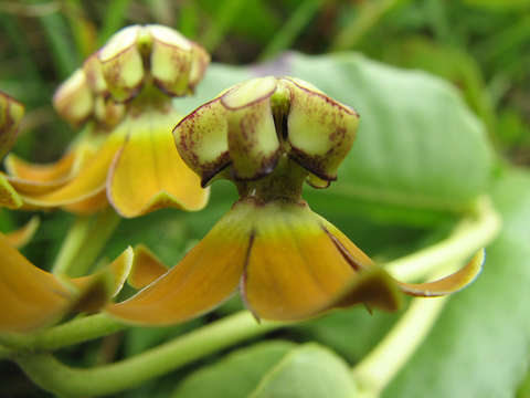 Image of Asclepias dregeana Schltr.