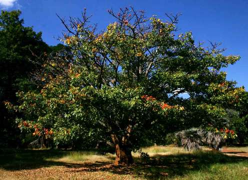Image of cottontree