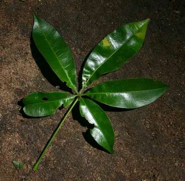 Image of Fleece-fruit