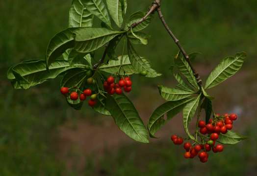 Image of devil's-pepper