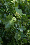 Image of Cissus cucumerifolia Planch.