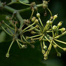 Image de Cissus cucumerifolia Planch.