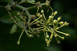 Image of Cissus cucumerifolia Planch.