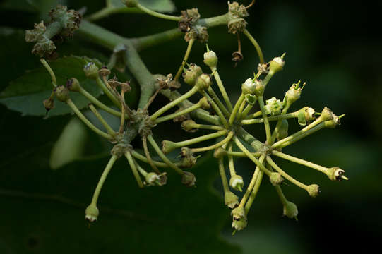 Image of Cissus cucumerifolia Planch.