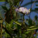 Sivun Psophocarpus scandens (Endl.) Verdc. kuva