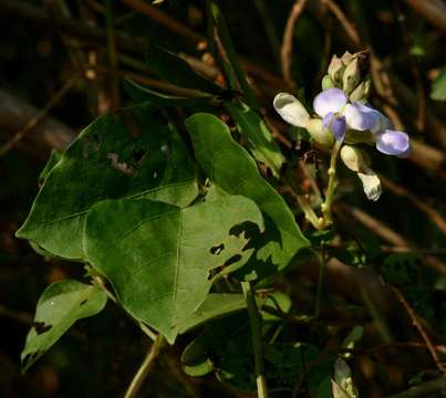 Sivun Psophocarpus kuva