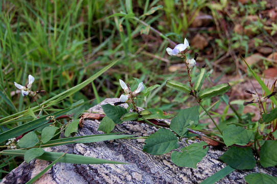 Sivun Psophocarpus kuva