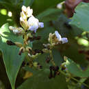 Image of Psophocarpus scandens (Endl.) Verdc.