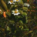 Image of Daisy tree