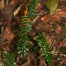 Image of Rain-Forest Spleenwort