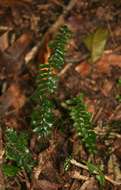 Image de Asplenium normale D. Don