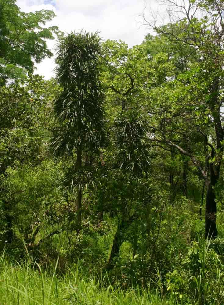 Image de Pandanus