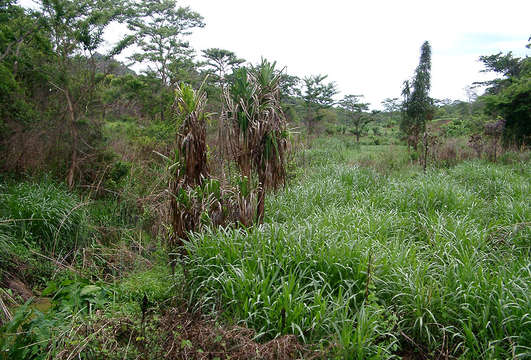 Image de Pandanus