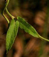 Image of Cynanchum schistoglossum Schltr.