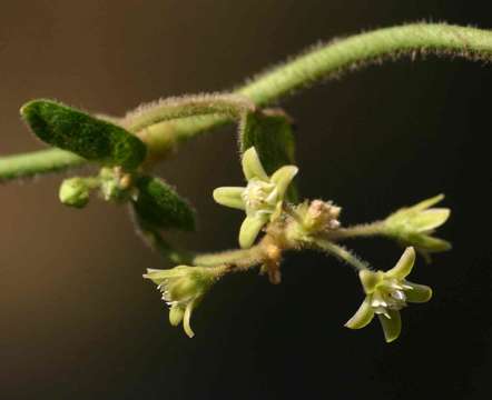 Image of Cynanchum schistoglossum Schltr.