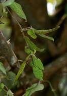 Image of Cynanchum schistoglossum Schltr.