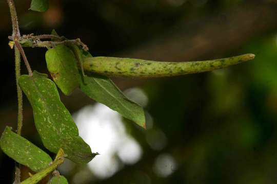 Image of Cynanchum schistoglossum Schltr.