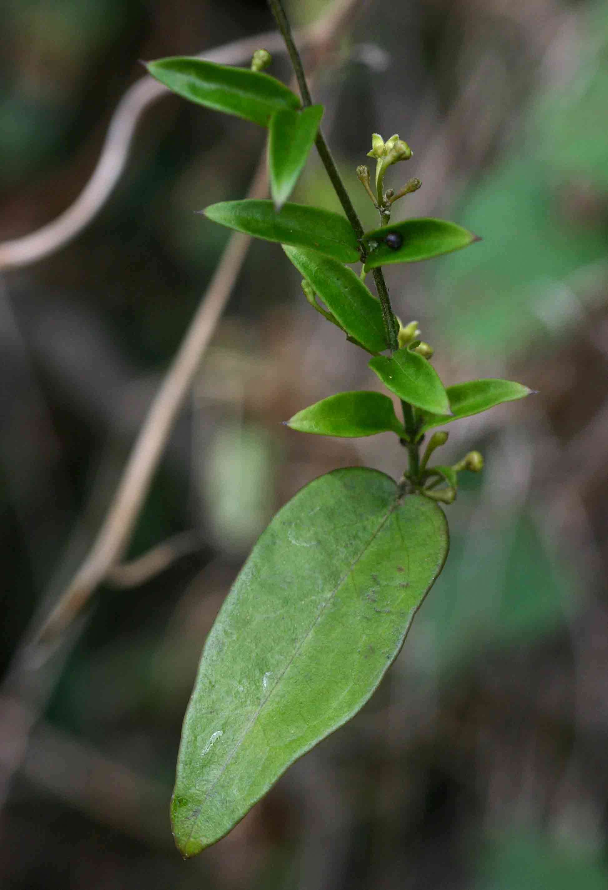 Image of Tylophora