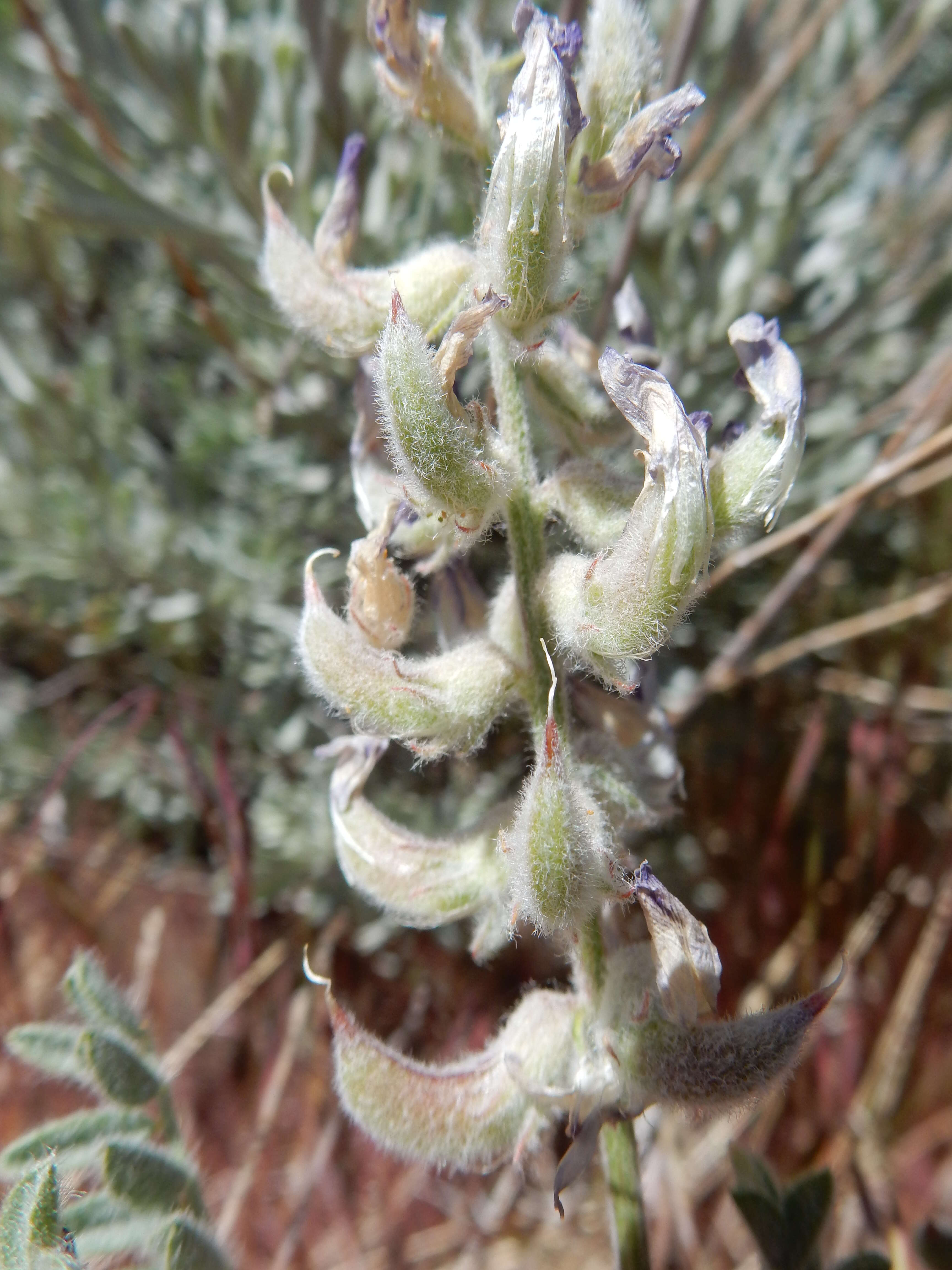 Image de Astragalus andersonii A. Gray