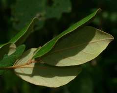 Diospyros verrucosa Hiern的圖片