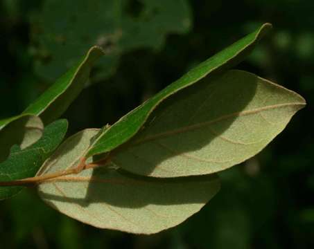 Image of Warty star-apple