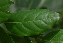 Diospyros verrucosa Hiern的圖片