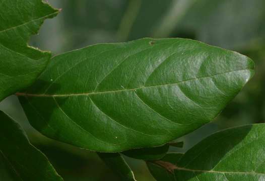 Image of Warty star-apple