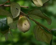 Diospyros verrucosa Hiern的圖片