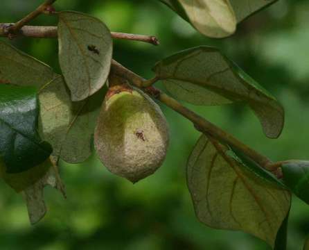 Imagem de Diospyros verrucosa Hiern