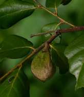 Diospyros verrucosa Hiern的圖片