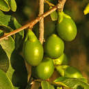 صورة Diospyros inhacaensis F. White