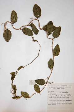 Image of Pyrenacantha scandens (Thunb.) Planch. ex Harv.