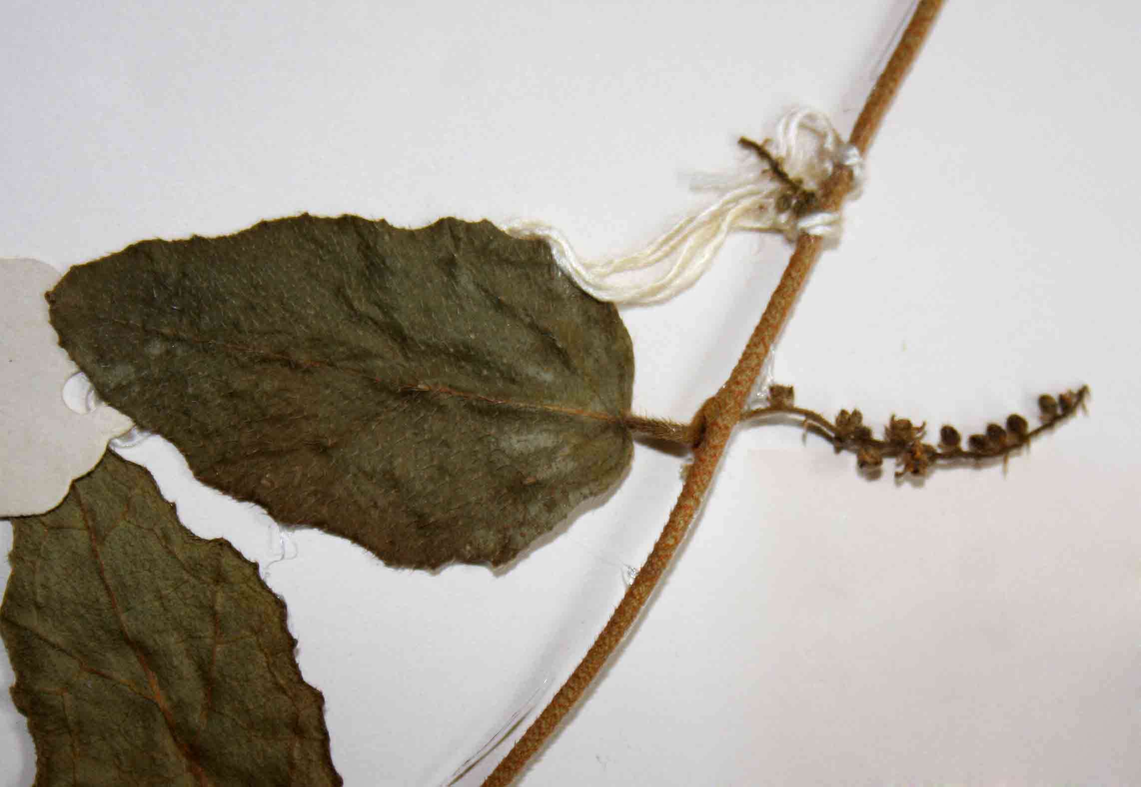 Image of Pyrenacantha scandens (Thunb.) Planch. ex Harv.