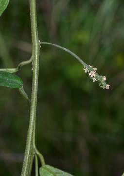 Image of Pyrenacantha kirkii Baill.