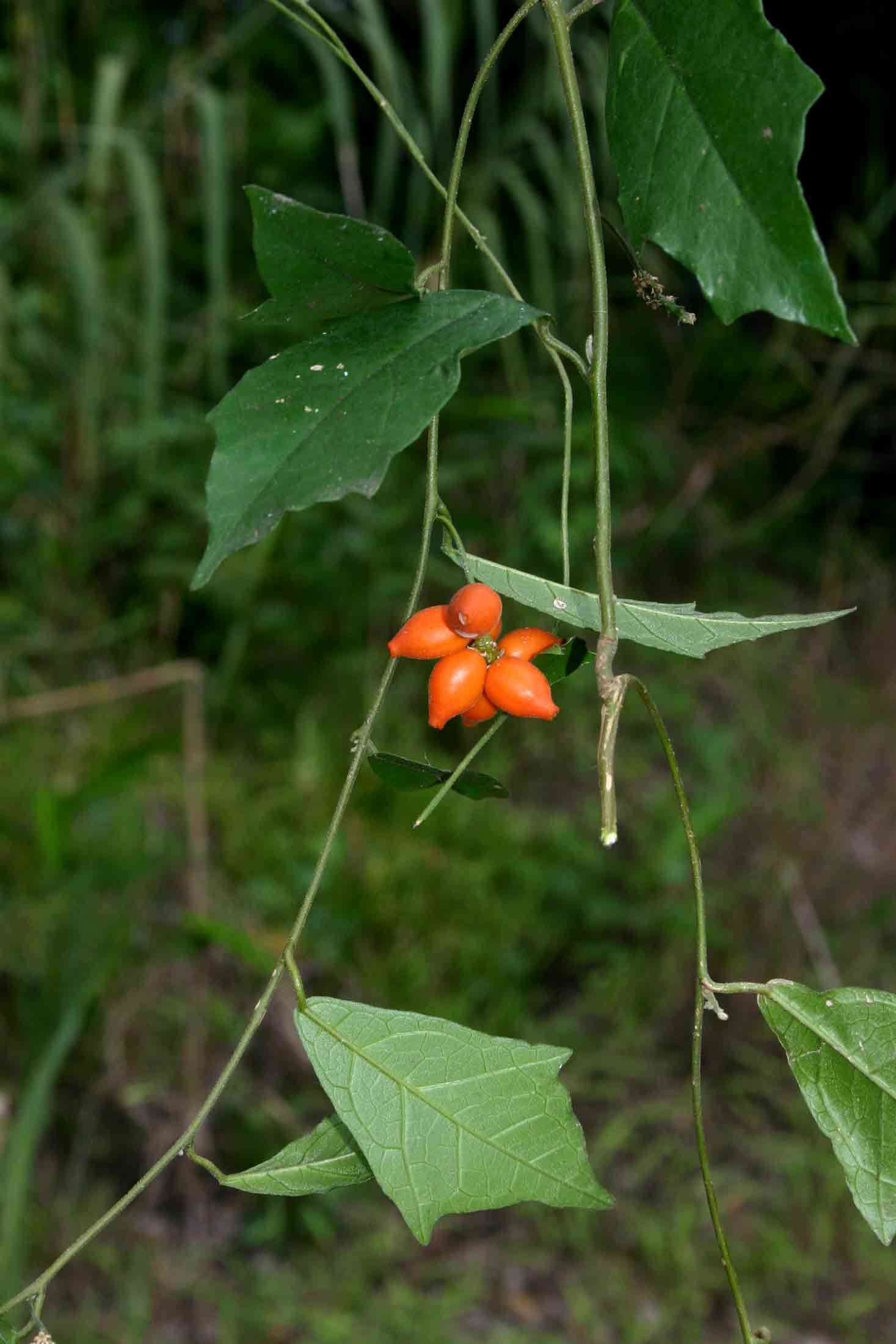 Image of Pyrenacantha kirkii Baill.