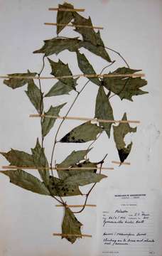 Image of Pyrenacantha kirkii Baill.
