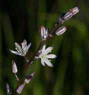 Image of Poison squill