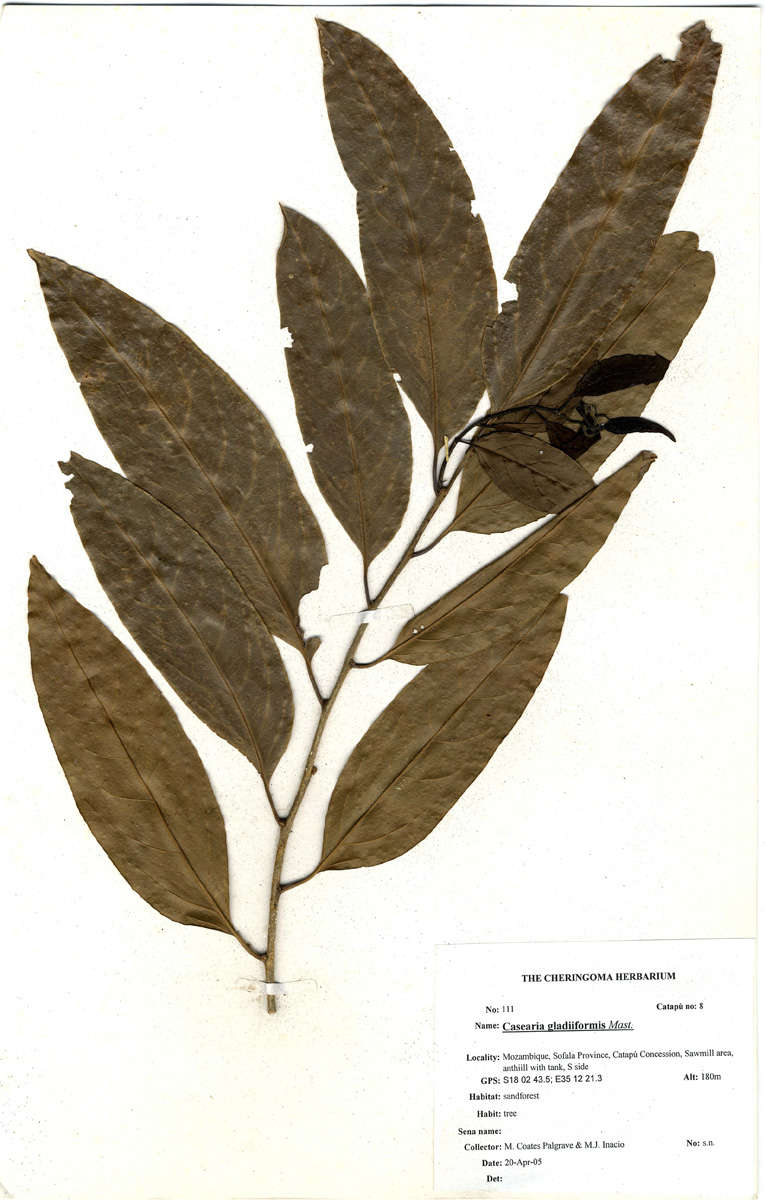 Image of Casearia gladiiformis Mast.