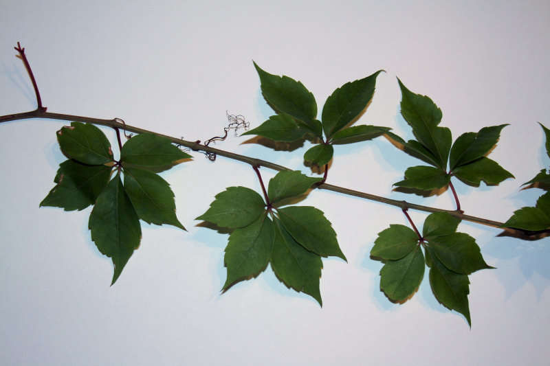 Parthenocissus resmi