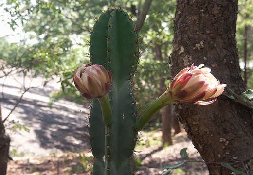 Image de Cereus