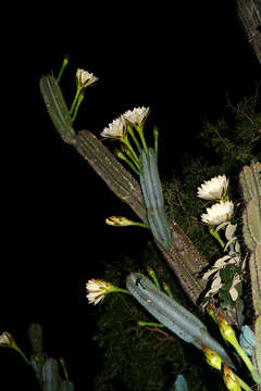 Image of sweetpotato cactus