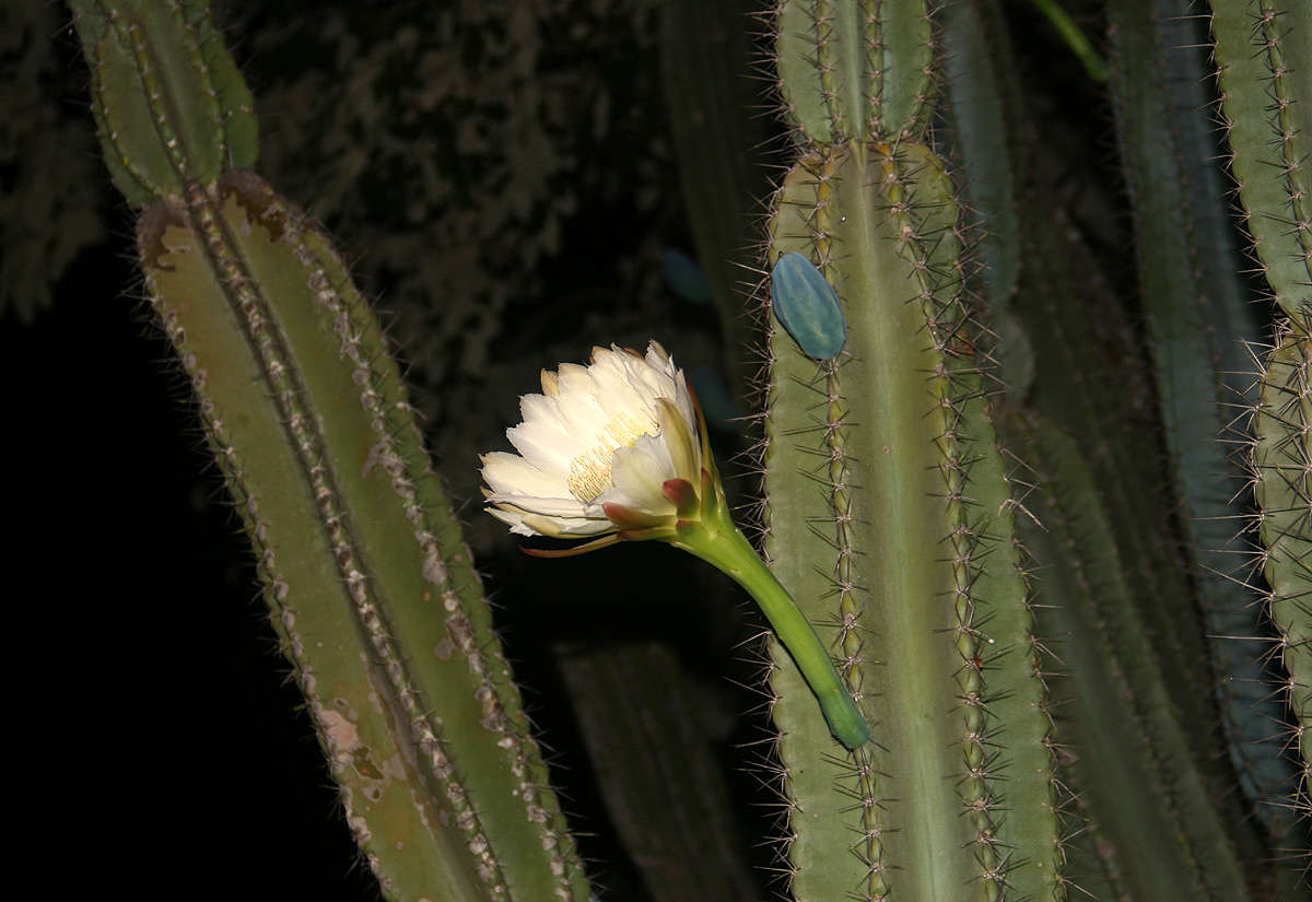 Image of sweetpotato cactus