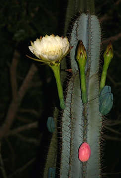 Image of sweetpotato cactus