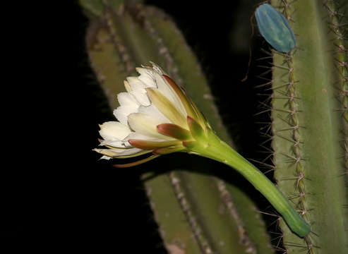 Image de Cereus