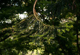 Image de Araucaria