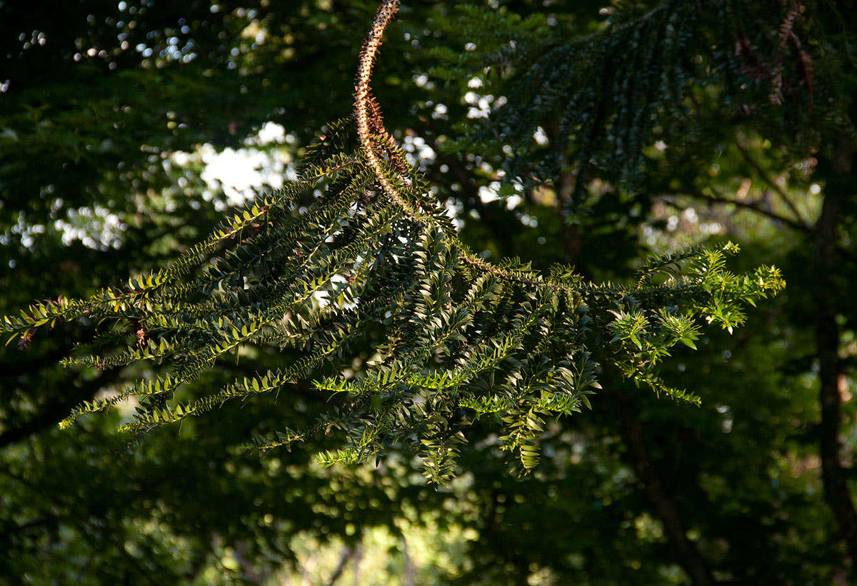 Image of Araucaria