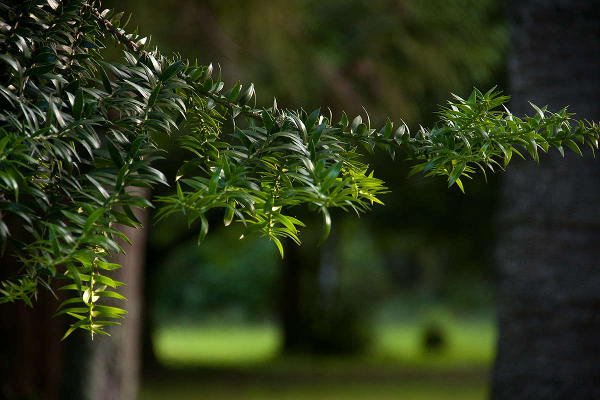 Image of Araucaria